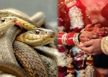snakes as dowry