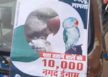 Parrot Goes Missing