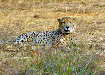 cheetah died in Kuno