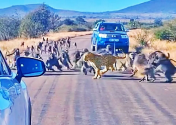 Leopard Attacked By Baboons