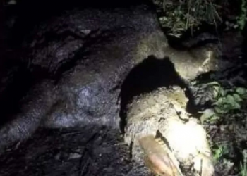 rhino skeleton recovered