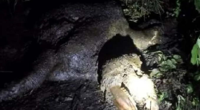 rhino skeleton recovered