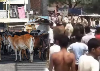 Cattle block UP Minister's Convoy