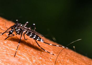 ডিফুত ভয়াৱহ ৰূপ ধাৰণ কৰিছে ডেংগি ৰোগে