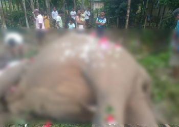 ৰাণীত মৰ্মান্তিক ঘটনা! খাদ্যৰ সন্ধানত ওলাই অহা পোৱালীসহ ৩ টা হাতীৰ বিদ্যুৎস্পৃষ্ট হৈ মৃত্যু