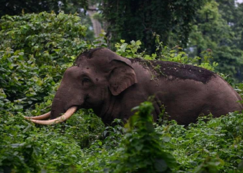 বাক্সাত বন্য হস্তীৰ আক্ৰমণ ; ১ জনৰ মৃত্যু, যেনেতেনে প্ৰাণ ৰক্ষা আন এজনৰ