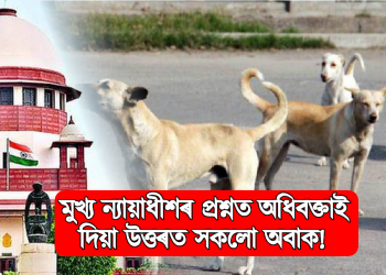 ভতুৱা কুকুৰ গৈ পালে উচ্চতম ন্যায়ালয়! ভতুৱা কুকুৰক লৈ তুমুল চৰ্চা শীৰ্ষ আদালতত