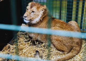 zookeeper killed by lion