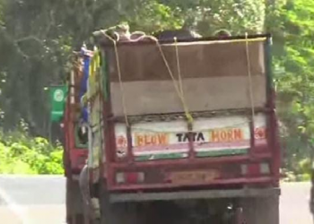 cattle smuggle