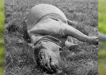 Rhino carcass found in Kaziranga