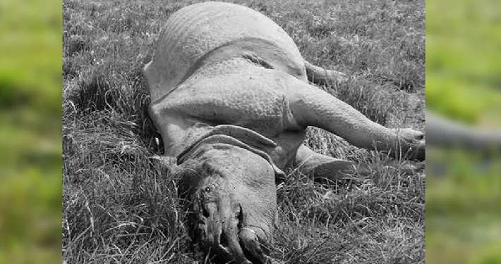 Rhino carcass found in Kaziranga