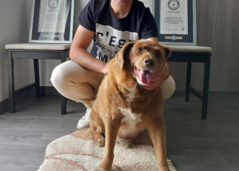 world's oldest dog Bobi