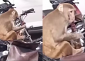 Monkey steals liquor