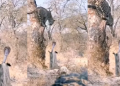 সমুখ সমৰত চিতা আৰু ফেঁটী : অৱশেষত যুঁজত জিকিল কোন? জানিবলৈ চাওক 