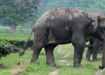 বন্যহস্তীৰ আক্ৰমণ : গোলাঘাটত নিহত যুৱক