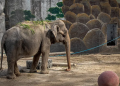 World's Saddest elephant Mali