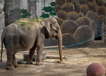 World's Saddest elephant Mali