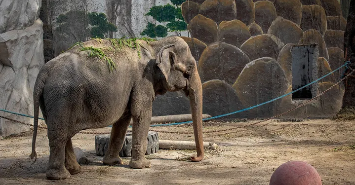 World's Saddest elephant Mali