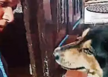 Stray Dog