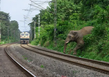 Elephant killed