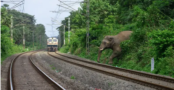 Elephant killed
