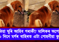 কেতিয়া ঘূৰি আহিব গৰাকী? মালিকৰ অপেক্ষত ১২০ দিনে মৰ্গৰ বাহিৰত এটা পোহনীয়া কুকুৰ