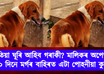 কেতিয়া ঘূৰি আহিব গৰাকী? মালিকৰ অপেক্ষত ১২০ দিনে মৰ্গৰ বাহিৰত এটা পোহনীয়া কুকুৰ