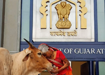 cattle Gujarat High Court