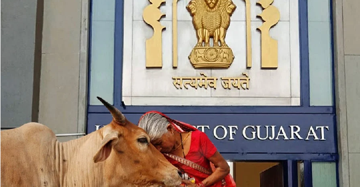 cattle Gujarat High Court