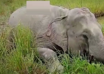 elephants found dead
