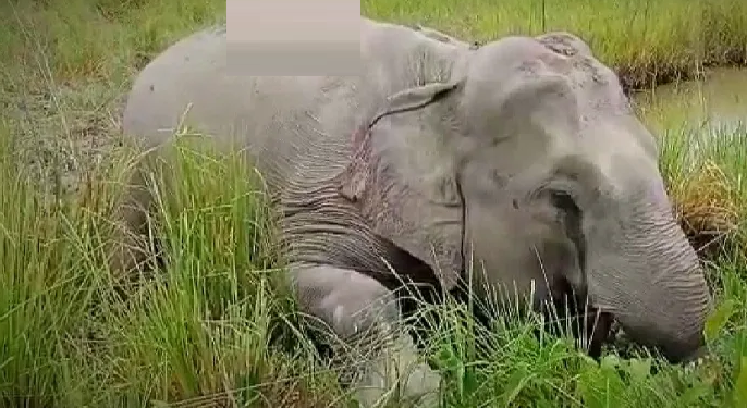 elephants found dead