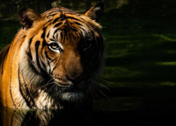 Man-Eating Tiger