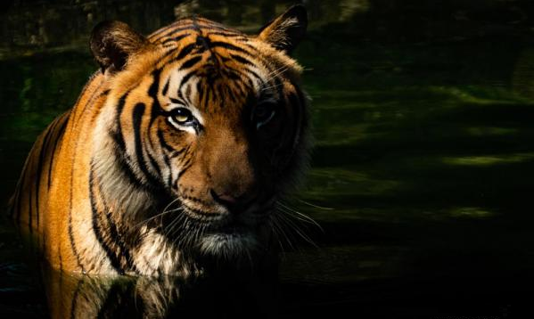 Man-Eating Tiger