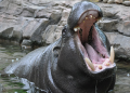 Hippopotamus Attack