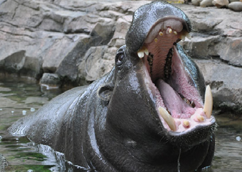 Hippopotamus Attack