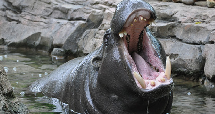 Hippopotamus Attack