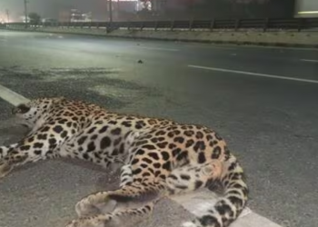 গুৱাহাটীত মৃত অৱস্থাত উদ্ধাৰ দুটা প্ৰাপ্তবয়স্ক নাহৰফুটুকী