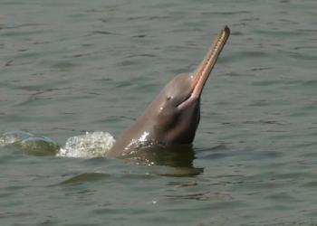 dolphin found dead