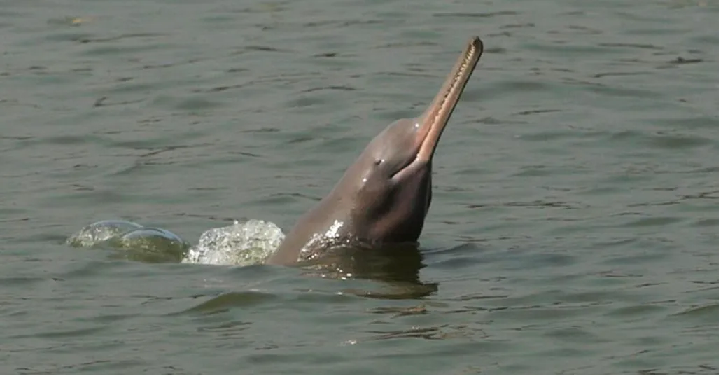 dolphin found dead
