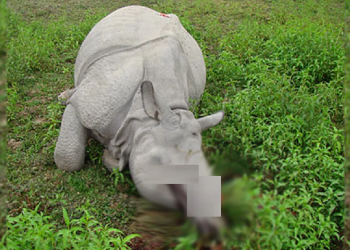 Kaziranga National Park rhino poaching