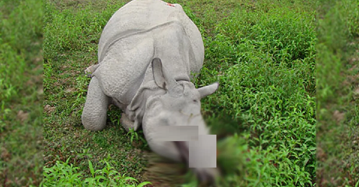 Kaziranga National Park rhino poaching