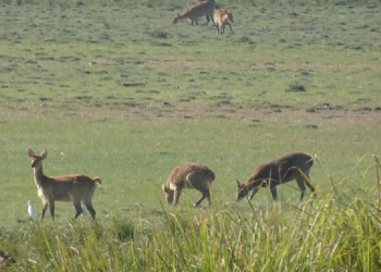poachers surrender
