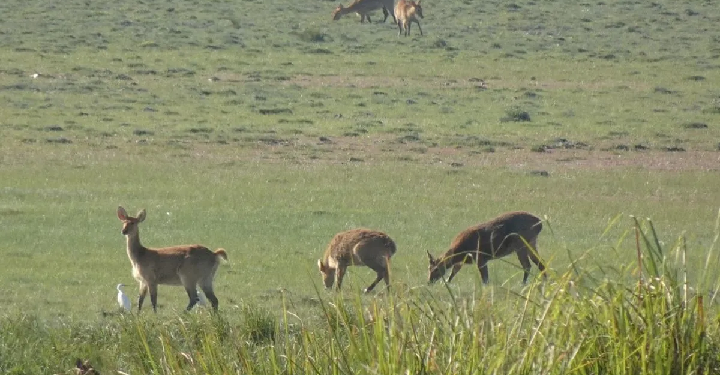 poachers surrender