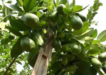 বিধানসভাত অসমৰ জাতীয় ফলৰ নাম ঘোষণা কৃষিমন্ত্ৰীৰ; কাজি নেমু হ’ব অসমৰ ৰাজ্যিক ফল