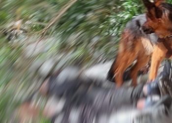 Pet dog guards bodies of 2 trekkers