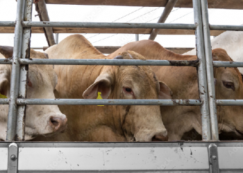 transporting cattle illegally seized