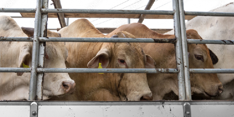 transporting cattle illegally seized