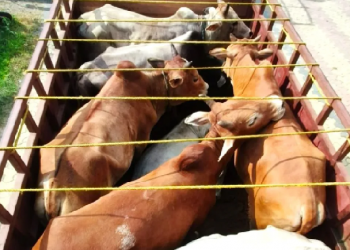 Cattle smuggling