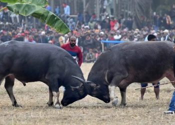 ম’হ আৰু বুলবুলি যুঁজ সন্দৰ্ভত নিৰ্দেশ ‘উলংঘা’ৰ বাবে ৰাজ্য চৰকাৰক চমন গুৱাহাটী উচ্চ ন্যায়ালয়ৰ