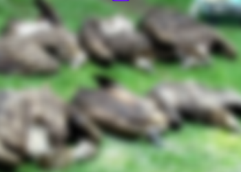 vultures die of suspected poisoning